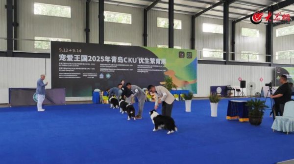 天通盈 宠爱王国2025年CKU全犬种冠军展在即墨举行